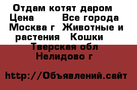 Отдам котят даром › Цена ­ 10 - Все города, Москва г. Животные и растения » Кошки   . Тверская обл.,Нелидово г.